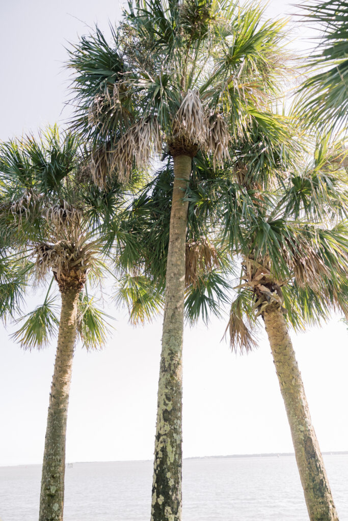 Charleston sc wedding photographer | palmetto trees in the sunshine