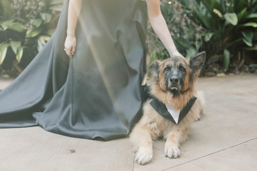 south carolina photographer | german shepherd dog in tuxedo