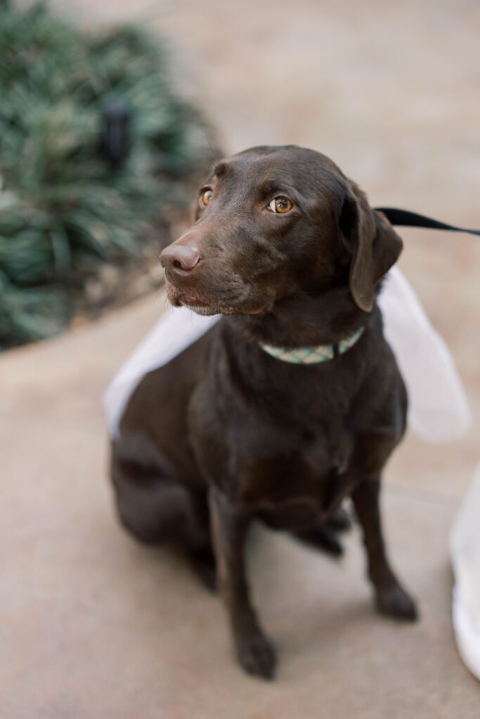 south carolina photographer | flower girl dog with a bridal veil